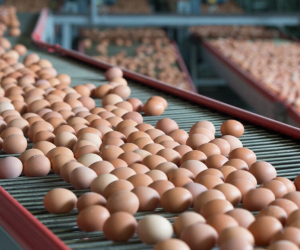 egg-production