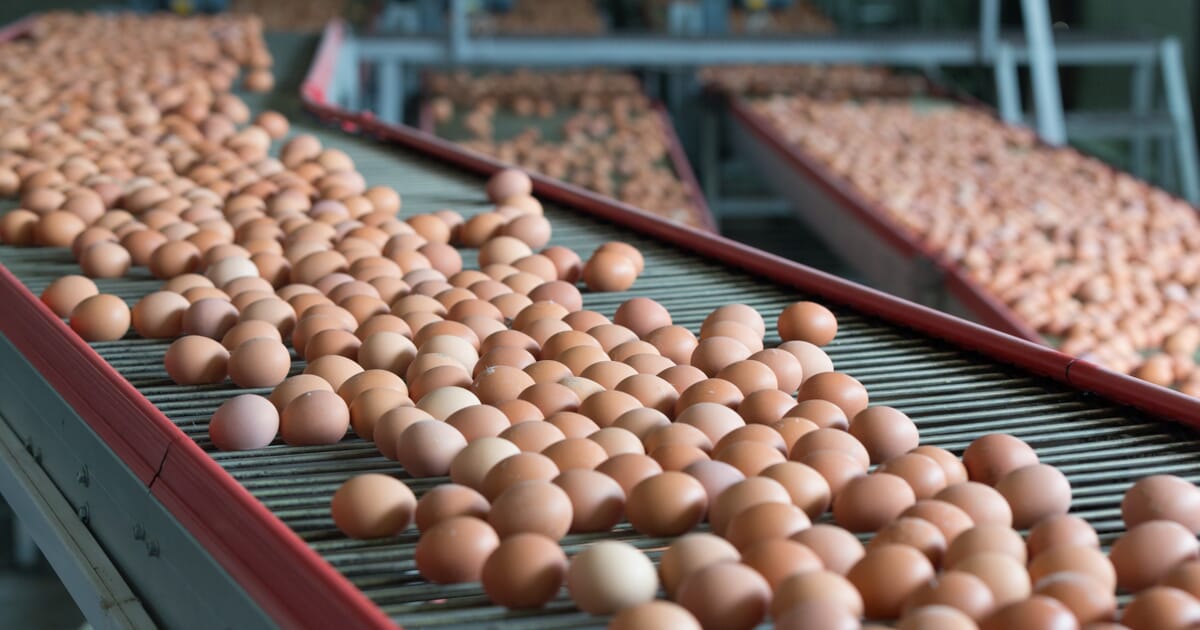 egg-production